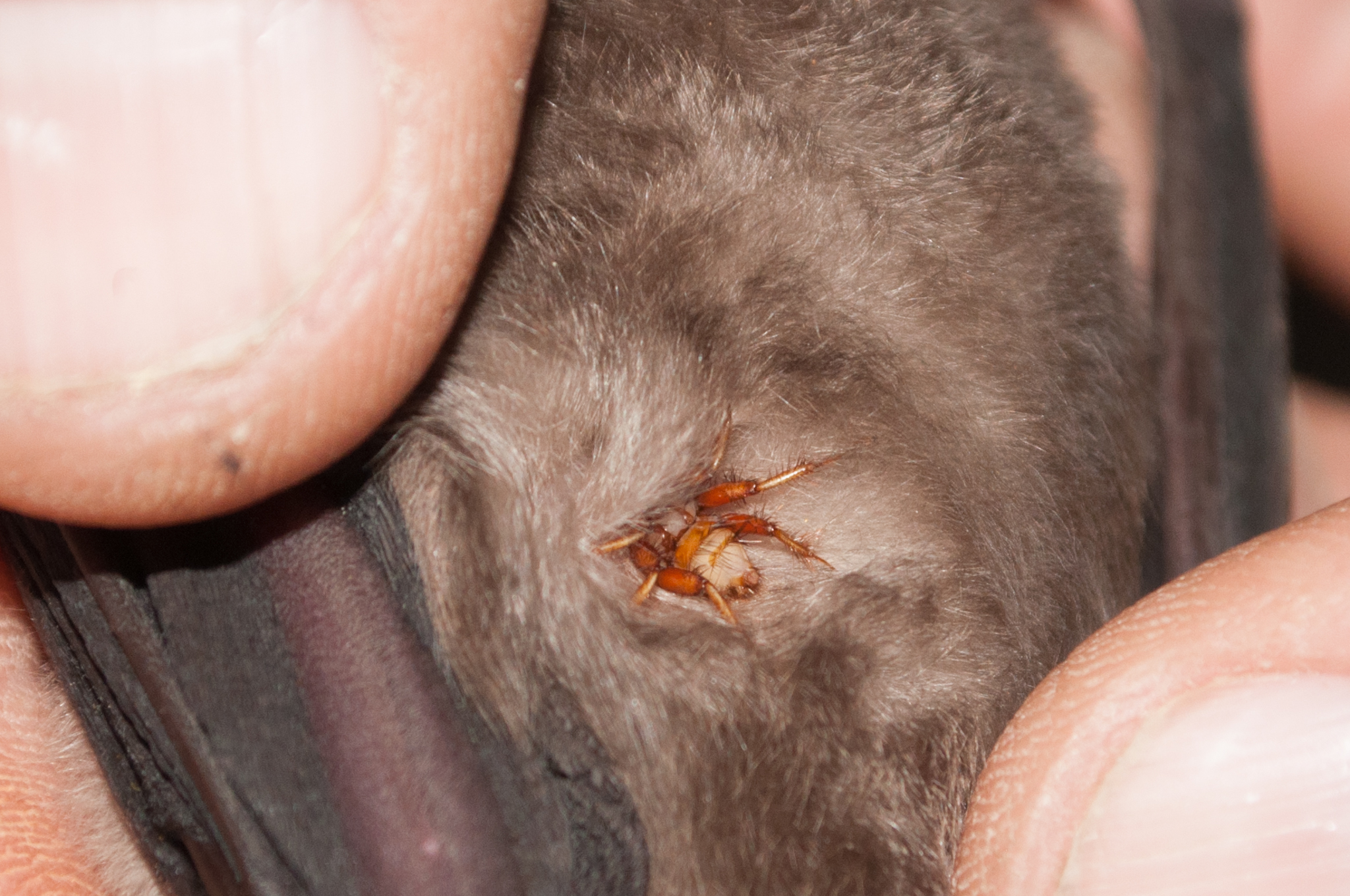 Oumatjie Cave Plettenberg Bay Rhinolophus capensis+Nycteribiidae (5)